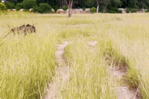 Linh dương mẹ liều lĩnh mạng sống, chống lại báo hoa mai để cứu con