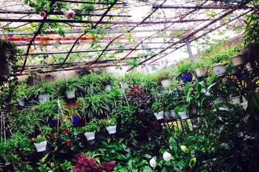 Khu vườn treo trên sân thượng đẹp hiếm có của cô giáo Hà Nội