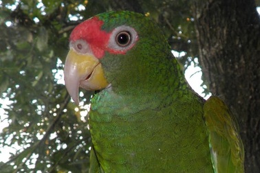 Phát hiện loài vẹt mới ở Mexico, đầu đội "vương miện" xanh lá cây