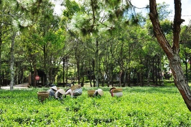 Thác Dambri giữa biếc xanh Bảo Lộc