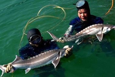 Đường dây “tẩy trắng” cá tầm lậu: Những tiết lộ của dân trong nghề