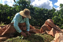 Chủ vườn cà phê ở Gia Lai "đỏ mắt" tìm nhân công thu hoạch