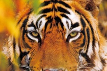 Người Á Đông "thần tượng" hổ, vì sao?