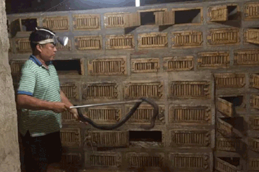 Hàng vạn con rắn hổ mang bị bỏ đói, dân nhặt trứng rắn hấp ăn