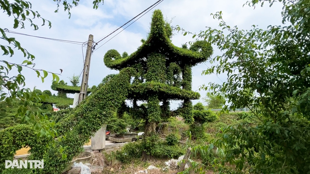 Cây sanh giống chùa Một Cột của lão nông Nam Định được trả 250 triệu đồng - 1 Cây sanh giống chùa Một Cột của lão nông Nam Định được trả 250 triệu đồng - 1