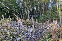 Sở Nông nghiệp nêu nguyên nhân cây rừng phòng hộ bị chặt phá