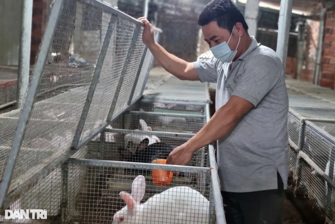 Kỹ sư cơ khí bỏ việc ở phố lên đồi nuôi thỏ lai, kiếm 30 triệu đồng/tháng - 1 Kỹ sư cơ khí bỏ việc ở phố lên đồi nuôi thỏ lai, kiếm 30 triệu đồng/tháng - 1