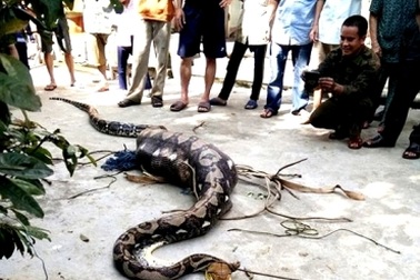 Quảng Nam: Vây bắt con trăn “khủng” nuốt chửng một con bê