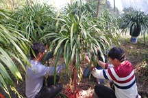 "Sơ tán" hàng nghìn chậu hoa quý ở Sa Pa "xuống núi" tránh rét hại