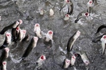 Hậu cá lóc bay: Resort cao cấp sẽ đè bẹp du lịch cộng đồng Cồn Sơn