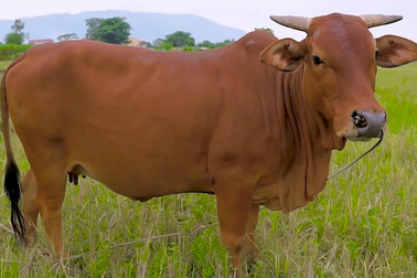 Vụ phối giống bò trên giấy: Vì sao chỉ phê bình, kiểm điểm?