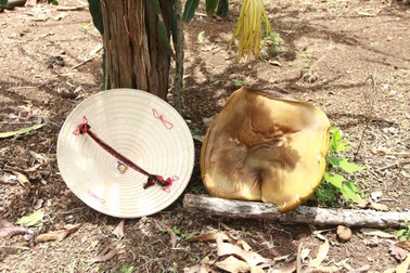 Đắk Lắk: Phát hiện nấm lạ chỉ sau vài giờ mọc đã lớn bằng chiếc nón lá