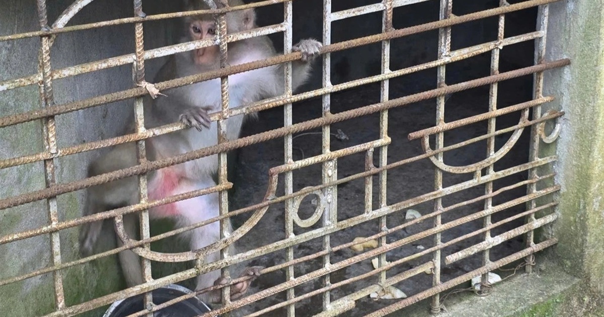 Người đàn ông thu phục khỉ hoang, bàn giao cho cơ quan bảo tồn