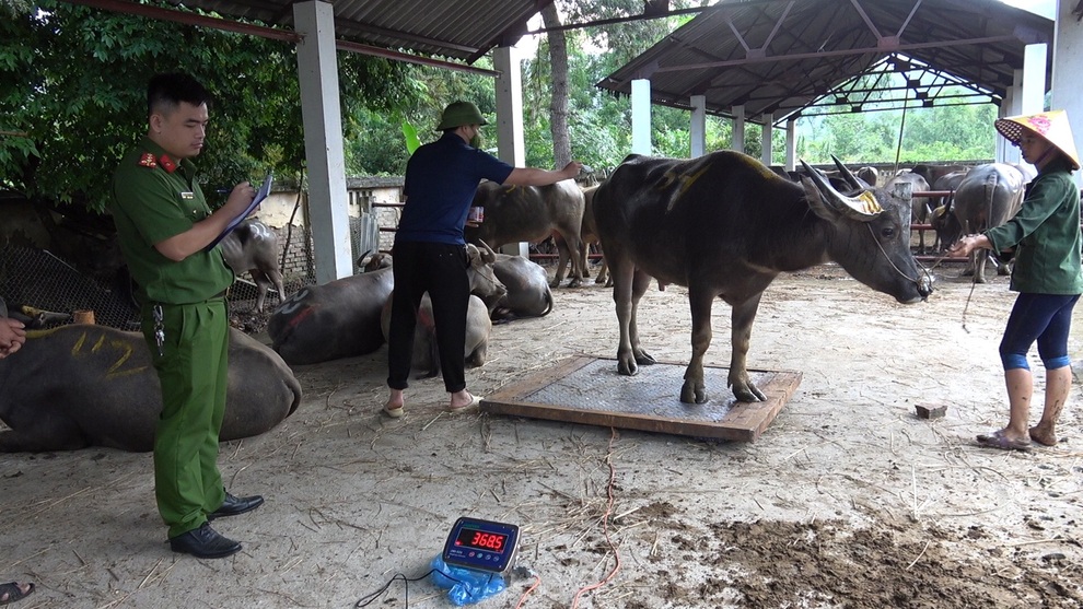 Tạm giữ 2 người đàn ông vận chuyển trái phép 120 con trâu qua Trung Quốc - 2 Tạm giữ 2 người đàn ông vận chuyển trái phép 120 con trâu qua Trung Quốc - 2