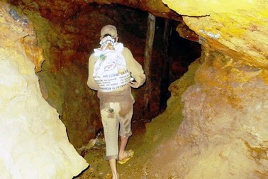 Vào hang mót vàng, mỗi ngày gom được 1 cây