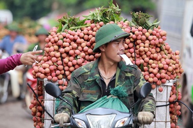 Vải thiều nhuộm đỏ quốc lộ trên xứ vải Lục Ngạn