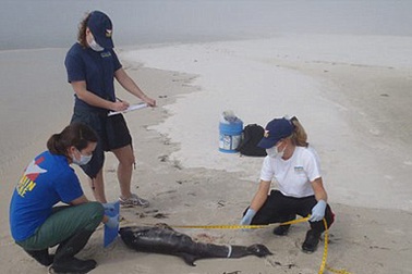 Cá heo con chết hàng loạt ở bờ biển Mỹ