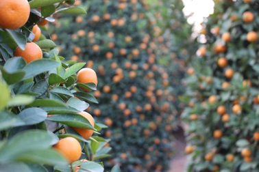 Nặng lòng nỗi lo mất mùa của người trồng quất khi Tết sắp về