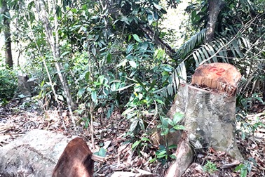 Nhà báo truy gay gắt vấn nạn phá rừng ở Nghệ An