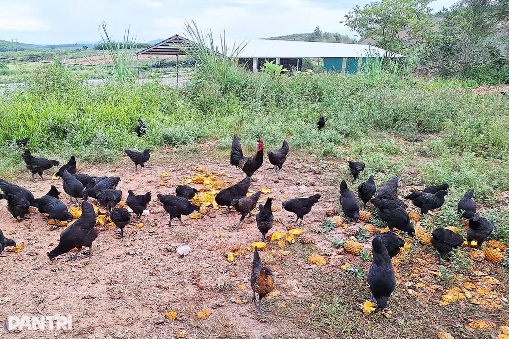 Cho gà ăn dưa hấu và dứa, anh nông dân thu lãi hàng chục triệu đồng mỗi lứa - 3