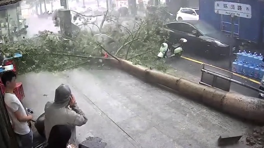 Người phụ nữ thoát chết may mắn khi cây bất ngờ đổ sập do gió lớn