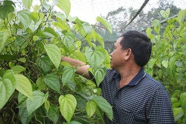 Lá trầu không "xuất ngoại"