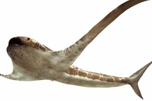 Phát hiện hóa thạch loài cá mập cổ đại có ngoại hình kỳ dị