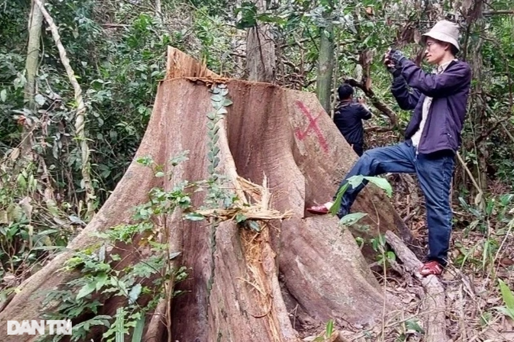 Công an vào cuộc điều tra vụ phá rừng phòng hộ ở Bình Định - 1 Công an vào cuộc điều tra vụ phá rừng phòng hộ ở Bình Định - 1