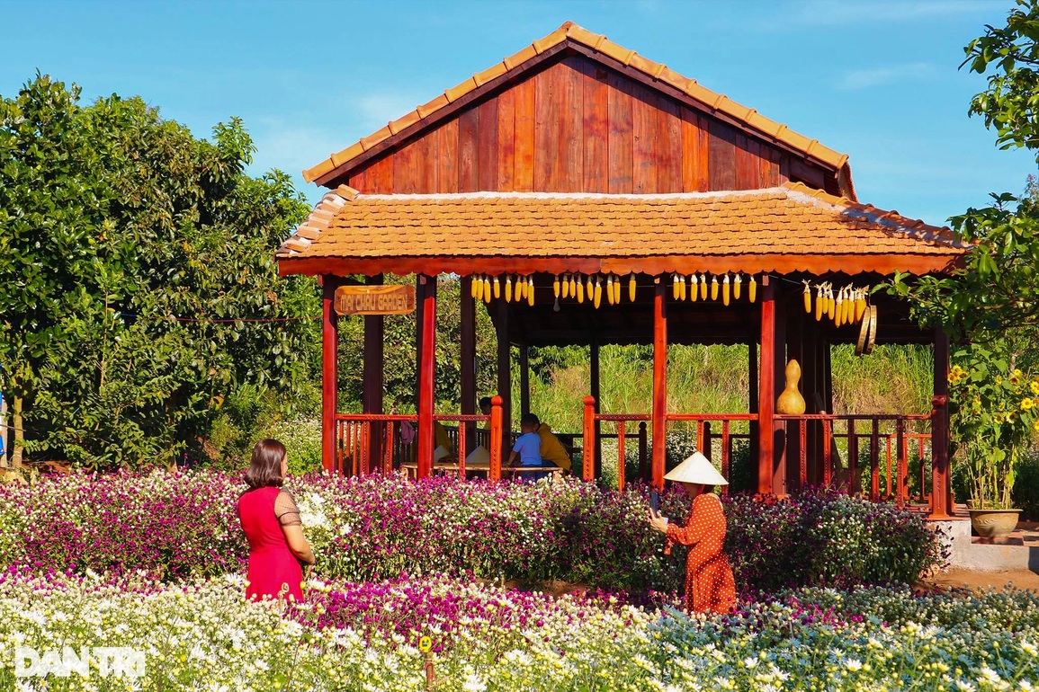 Đầu xuân, hoa tam giác mạch, cúc họa mi khoe sắc giữa lòng phố núi - 1 Đầu xuân, hoa tam giác mạch, cúc họa mi khoe sắc giữa lòng phố núi - 1