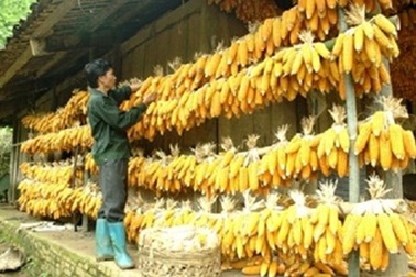 3 cha con tử vong do ăn bánh ngô mốc