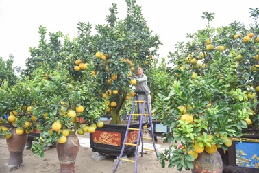 "Đột nhập" vườn bưởi cảnh hơn 2 tỷ đồng ở Hưng Yên