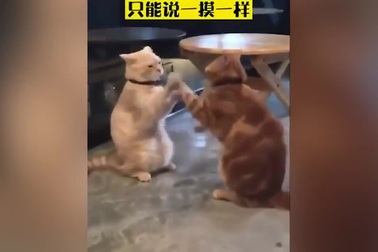 Từ Hiểu Đông chê màn đấu võ của Chung Tử Đơn và Ngô Kinh như... mèo cào