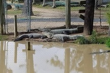 Mỹ: Mối lo 350 cá sấu sổng chuồng vì bão Harvey