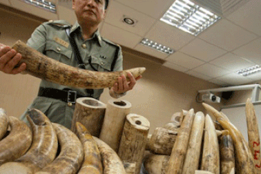 Kỳ 2: Chính phủ Tanzania ăn hối lộ, cấu kết với tội phạm có tổ chức TQ 