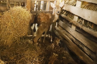 Hươu sao mẹ sinh đôi hiếm thấy, người dân đổ xô đến xem