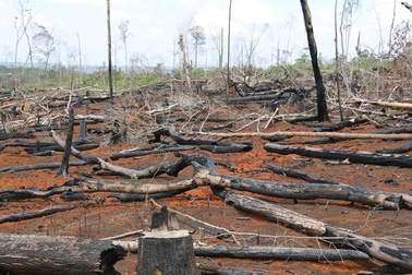 Đăk Nông: Rầm rộ phá rừng để chiếm đất trồng cây, dựng nhà trái phép