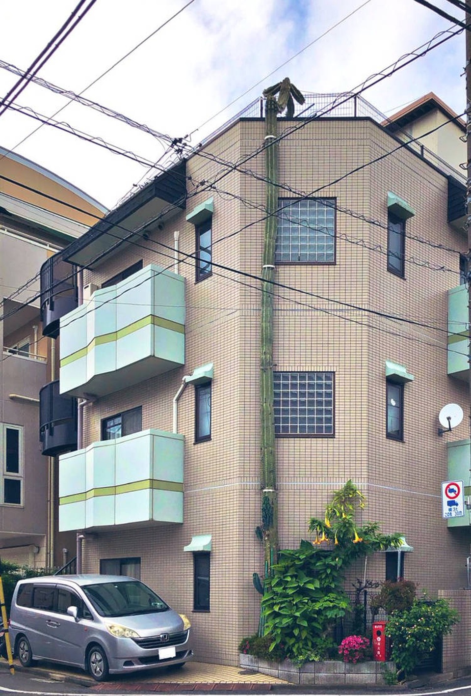 Khó tin cây xương rồng cao hơn cả toà nhà 3 tầng - 3 Khó tin cây xương rồng cao hơn cả toà nhà 3 tầng - 3