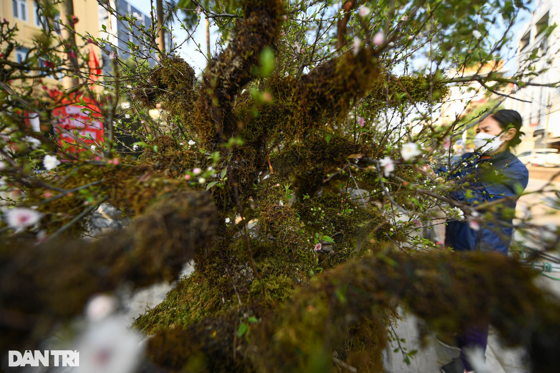 Nhất chi mai 300 triệu đồng bày bán vỉa hè chờ thượng đế rước về chơi Tết - 9