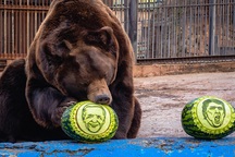 Bầu cử Mỹ 2020: Hổ, gấu dự đoán ông Biden đắc cử tổng thống