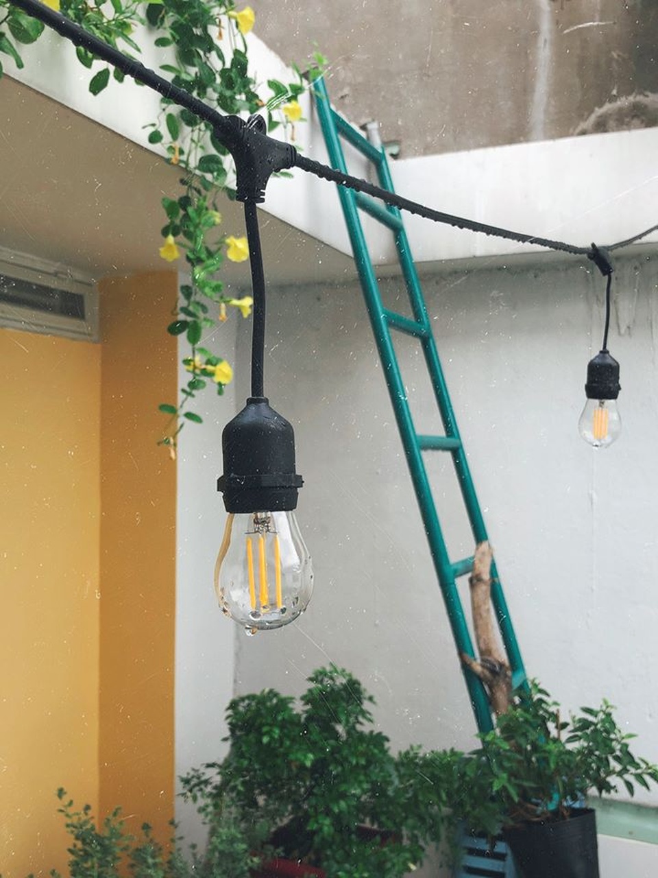 Người chồng ở Sài Gòn tự làm vườn sân thượng “sống ảo” cho vợ - 8 Người chồng ở Sài Gòn tự làm vườn sân thượng “sống ảo” cho vợ - 8