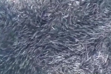 Xem đàn cá hồi khổng lồ di cư ngoạn mục sau mùa sinh sản