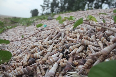 Đê chắn sóng được tạo bởi hàng triệu con ốc viết