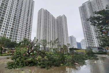Nhà chung cư trong bão