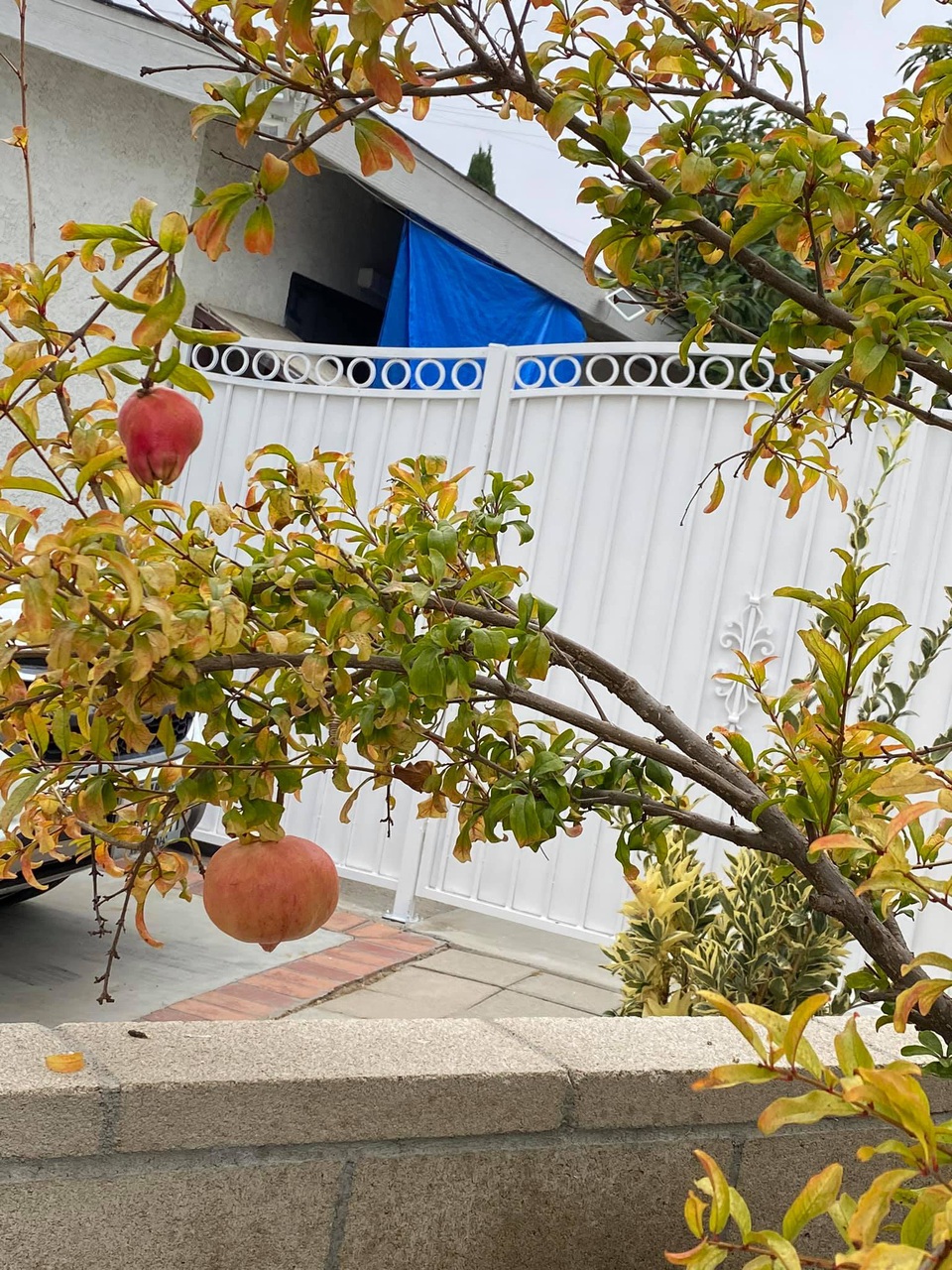 Chiêm ngưỡng nhà vườn 1.000m2 của danh ca Hương Lan và chồng kĩ sư tại Mỹ - 8 Chiêm ngưỡng nhà vườn 1.000m2 của danh ca Hương Lan và chồng kĩ sư tại Mỹ - 8