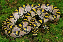 Loài rắn sở hữu họa tiết sặc sỡ và độc đáo tại Việt Nam