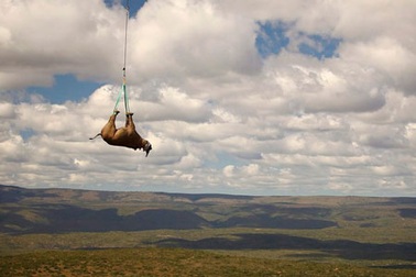 Những bức ảnh gây sửng sốt nhất năm 2011 (2)