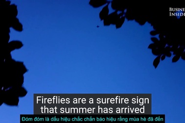 Tại sao đom đóm lại phát sáng?