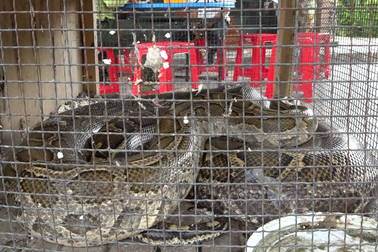 Người dân Cà Mau giao nộp trăn đất quý hiếm sau 5 năm nuôi làm cảnh