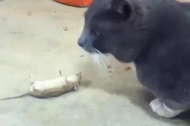 Chết cười với những khoảnh khắc tái hiện bộ phim hoạt hình “Tom and Jerry” ngoài đời thực