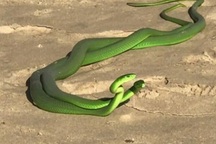 Cặp rắn xanh kỳ quái cực độc quyết chiến giành "mỹ nhân"